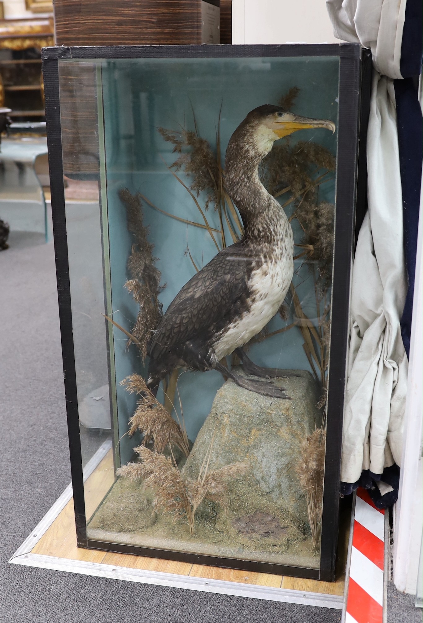 A cased taxidermic Great Cormorant, case 86cms high